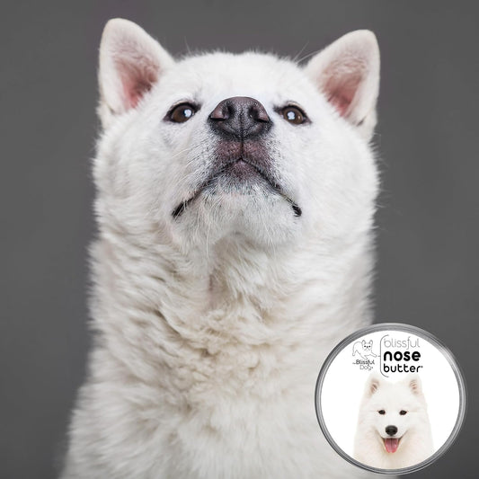 The Blissful Dog Samoyed Nose Butter for Dry, Cracked Skin, Lick-Safe Dog Nose Balm with Moisturizing Shea Butter, Almond, Olive, and Essential Oils, Pet Supplies, Uncented, 2 oz.