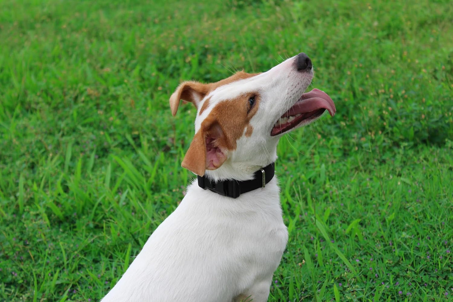 Mikivery Nylon Dog Collar with Quick Release Buckle Soft Adjustable Sturdy for Small Medium Large Dogs Black,L