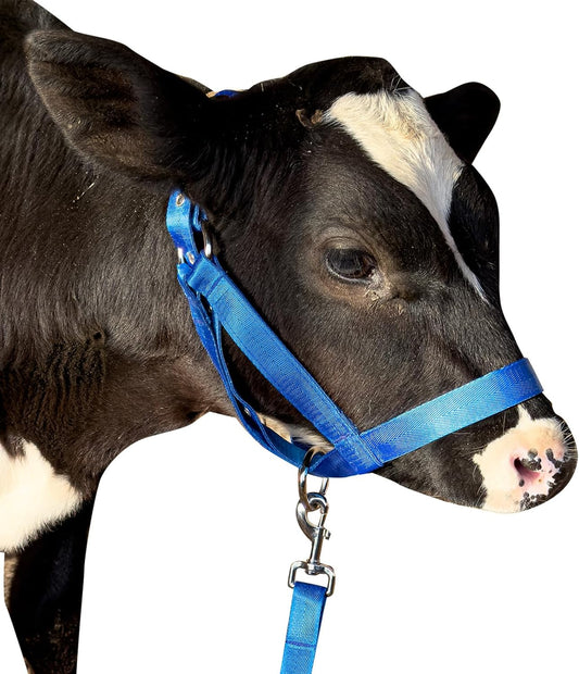 XUANNIAO Easily Adjustable Figure 8 Cow Halter, Double-Ply Premium Livestock Cattle Halters, Colorful Cow Utility Calf Halter with Leading Rope for Miniature Horse Donkey Goat Foal (Large, Blue)