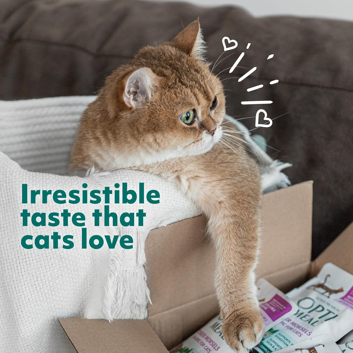 Optimeal Grain-Free Wet Cat Food – Beef & Rabbit Recipe, High Protein & Moisture Rich Indoor Adult Cats Food, Tender Morsels in Savory Gravy Natural Ingredients - 3 oz Pouches, 12 Pack