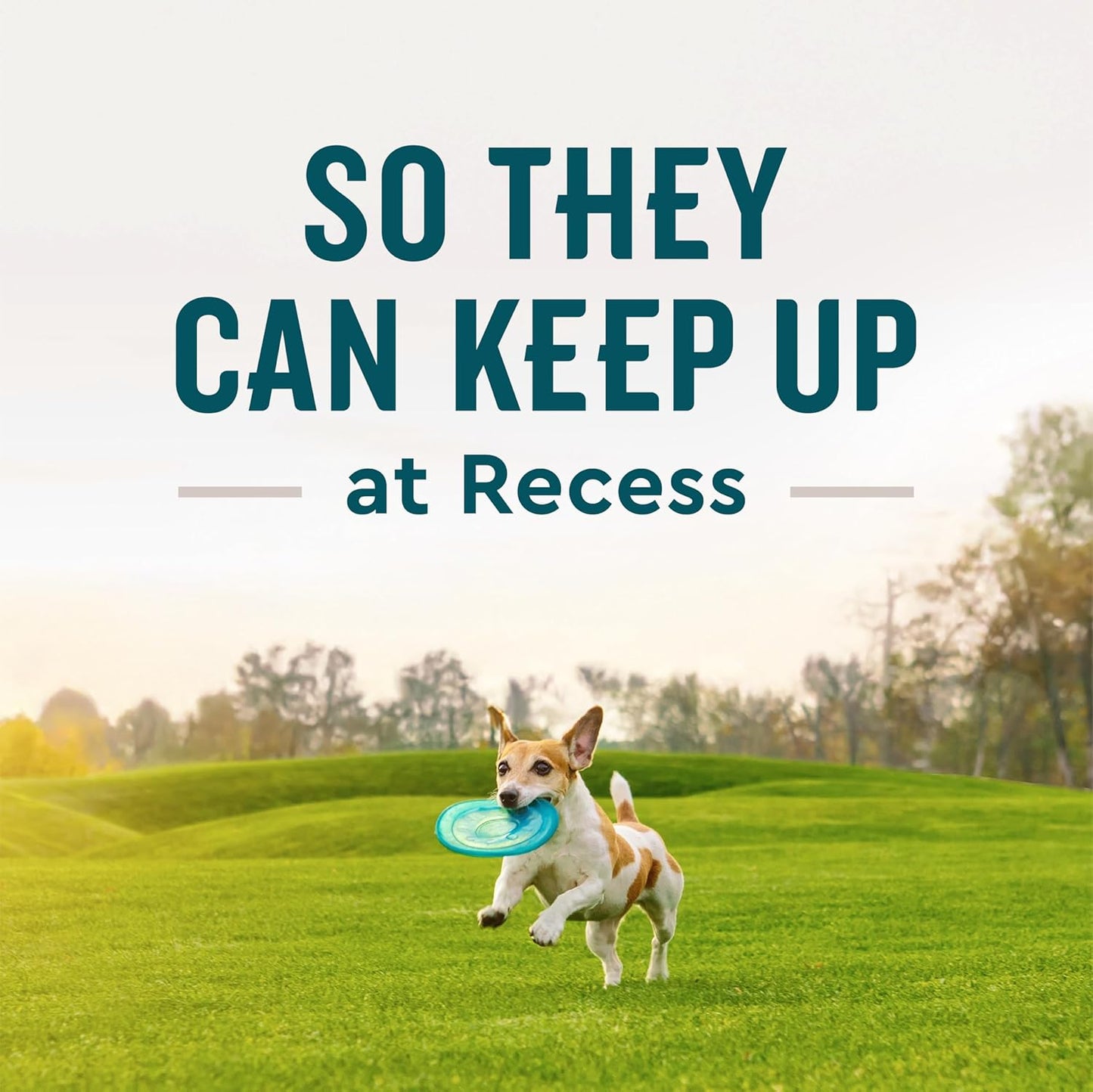 VetIQ Advanced Hip & Joint Chews For Dogs, 60 Count, Chicken Flavored Supplements Made with Glucosamine, Omega 3’s, Chondroitin, MSM & Green Lipped Mussel, Increases Mobility & Maintains Muscles