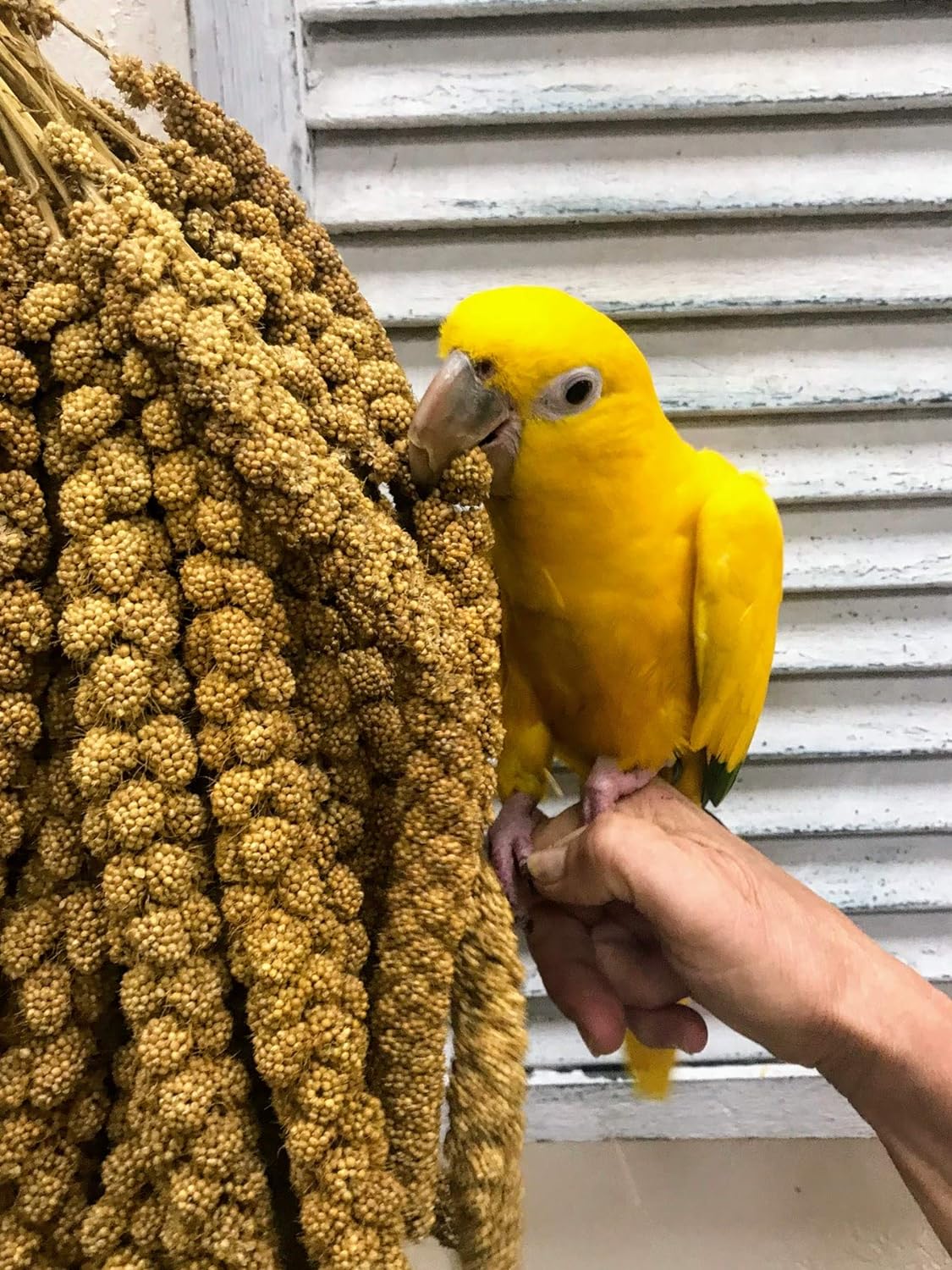 Premium Non-GMO Spray Millet Treat | Hand-Harvested Bird Snack | 100% Edible Tops | Sun-Dried Supplement for Parakeets, Cockatiels, Finches, Lovebirds, Canaries