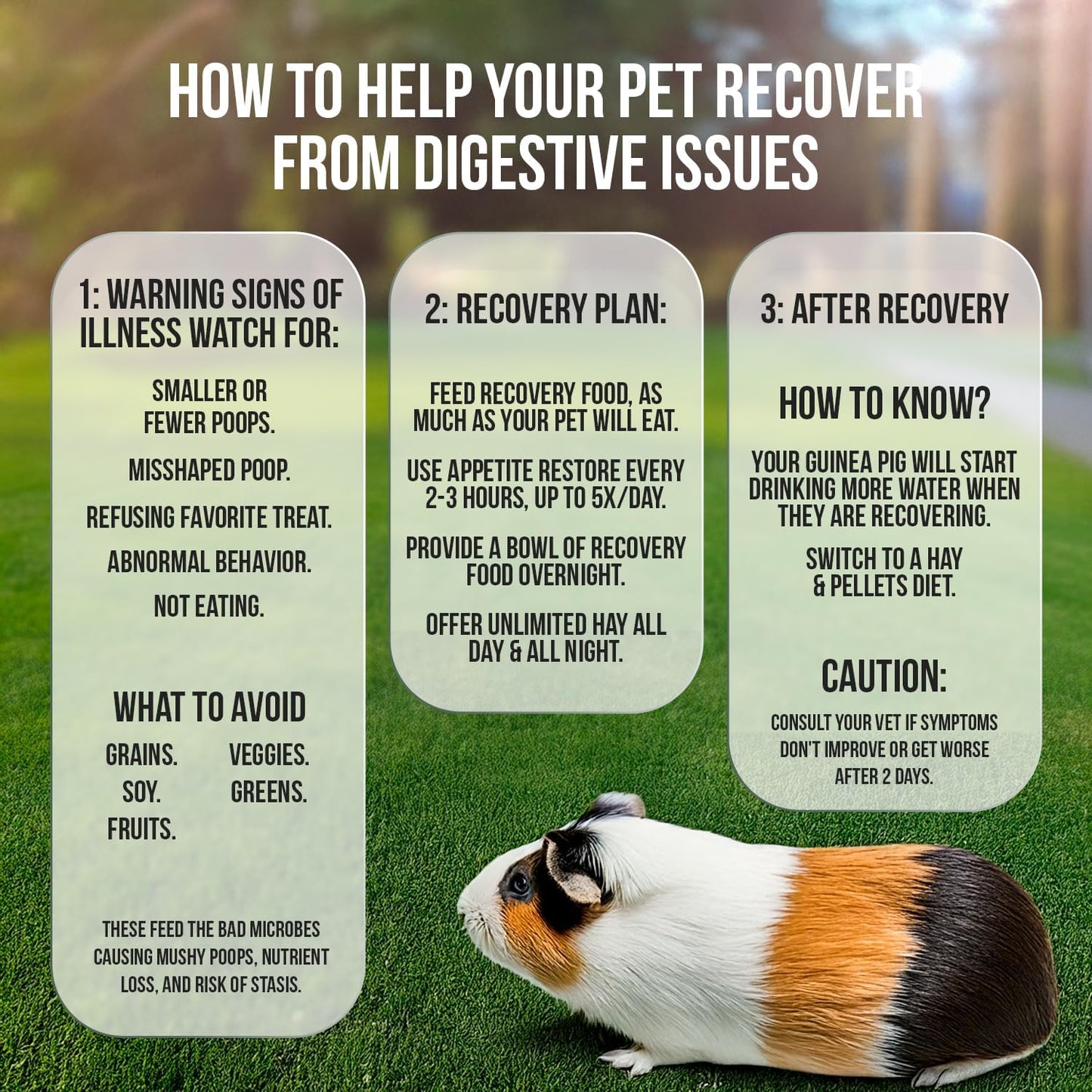 Pet Guinea Pig Emergency Kit with Timothy Recovery Food (Large Emergency Kit)