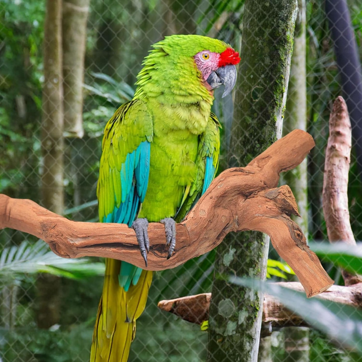 6-Piece Premium Bird Perch Stand with Natural Grape Wood Branch, Paw Grinding Fork, Chewing Stick, Cage Accessories for Parakeets, Budgies, Cockatiels, Finches, Lovebirds