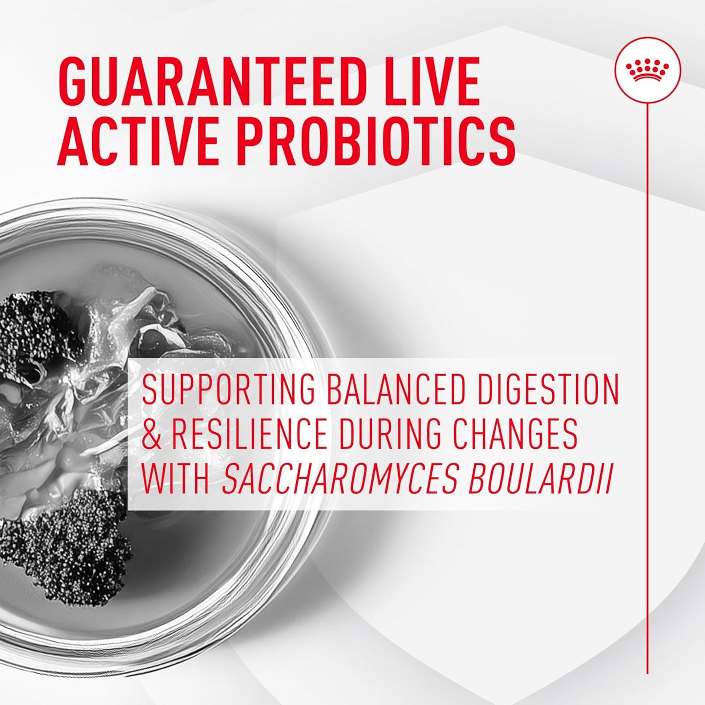 Royal Canin Probiotics for Dogs Digestive and Immune Health Powder Supplement for Dogs of All Ages, 7 Count