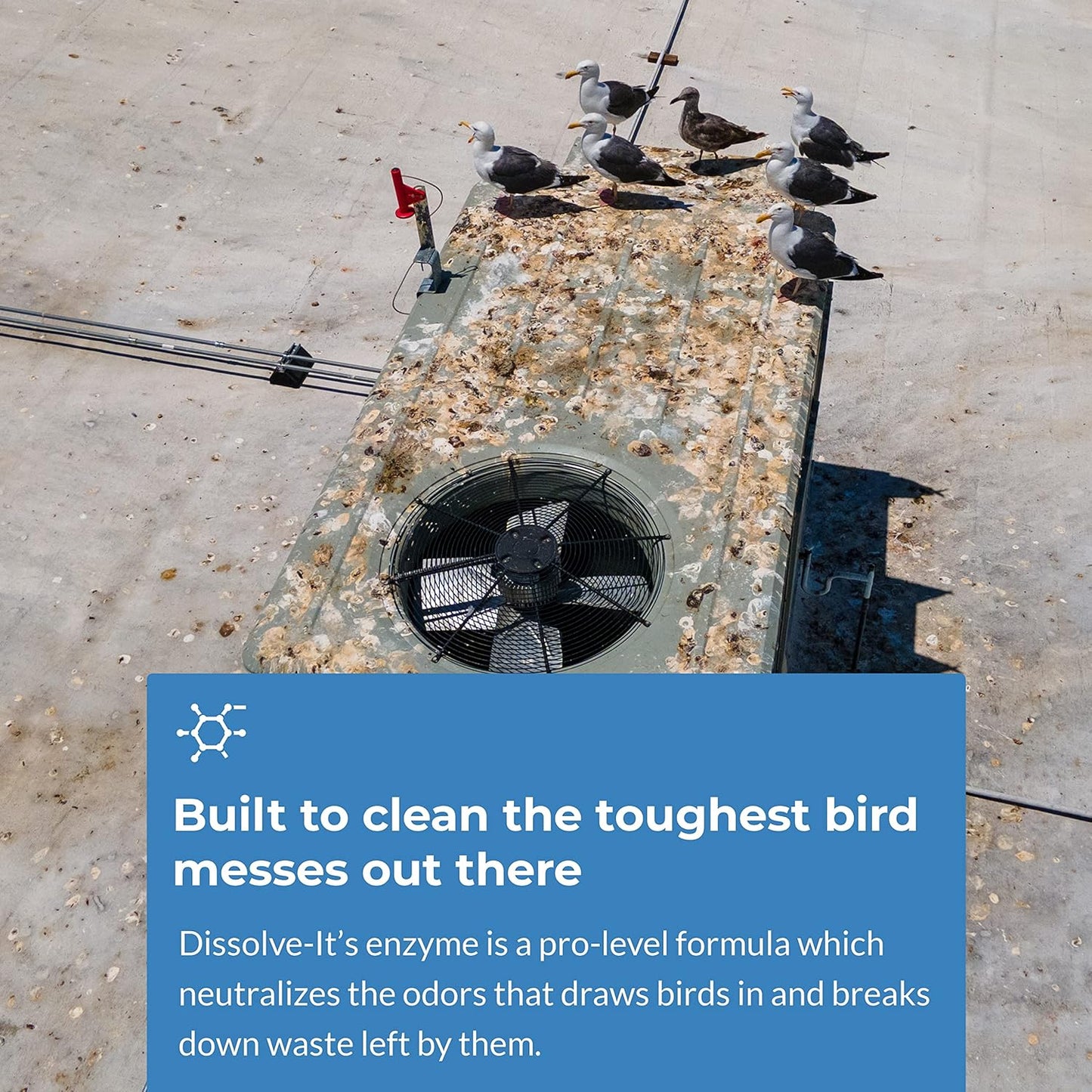 Bird Barrier Dissolve-It Max Enzyme Cleaner - Bird Dropping Cleaner - Dissolves Waste – Treat Affected Areas Before Installing Bird Control Products - Cleans pet stains - 1 Pint Makes 1/2 Gallon