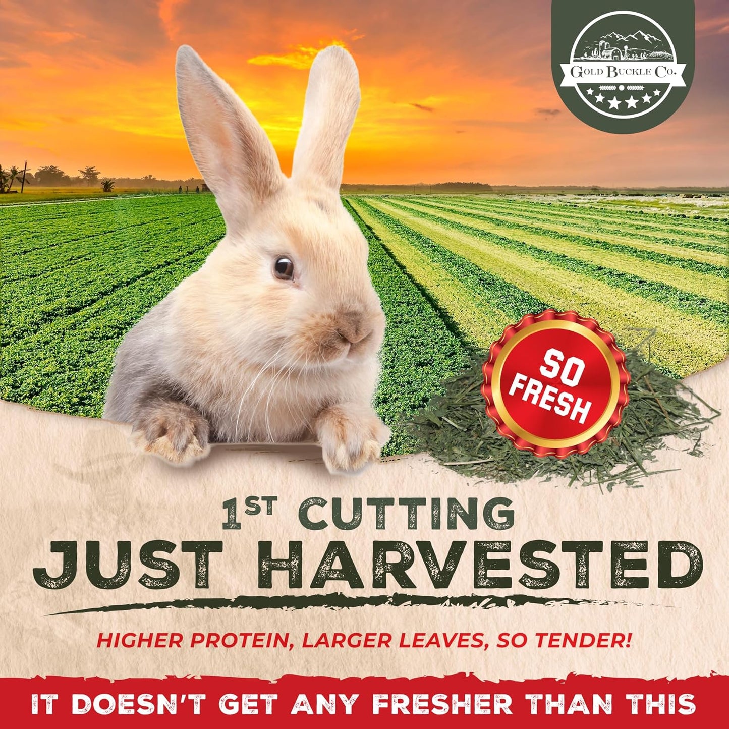 20lb Freshly Dried Organic Alfalfa Hay for Guinea Pigs, Rabbits, Chinchillas, Goats, Hamsters & Ferrets, Small Animal Food Rich in Protein & Fiber, Hand-Selected, Hand sorted, USA Grown