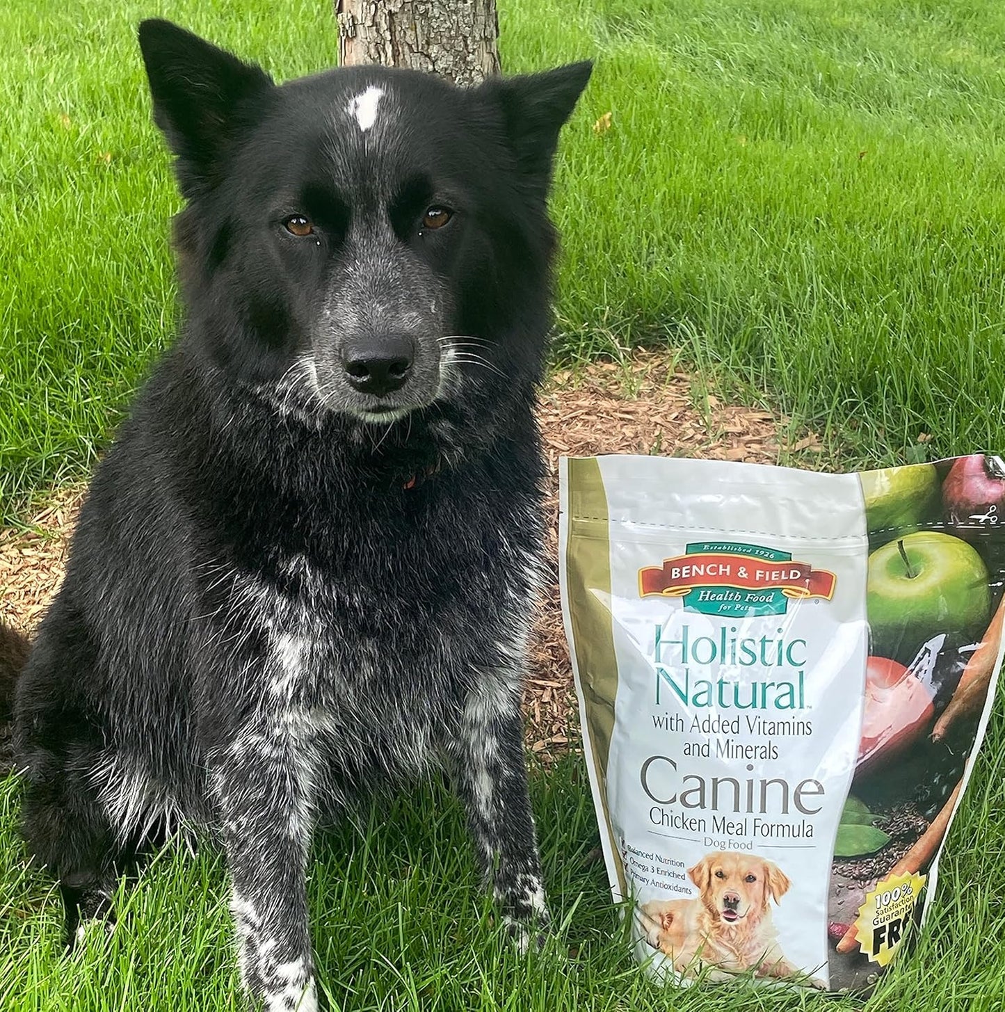 Bench & Field Holistic Natural Adult Dry Dog Food, Chicken Meal and Brown Rice Recipe 12 lb Bag (Pack of 2)