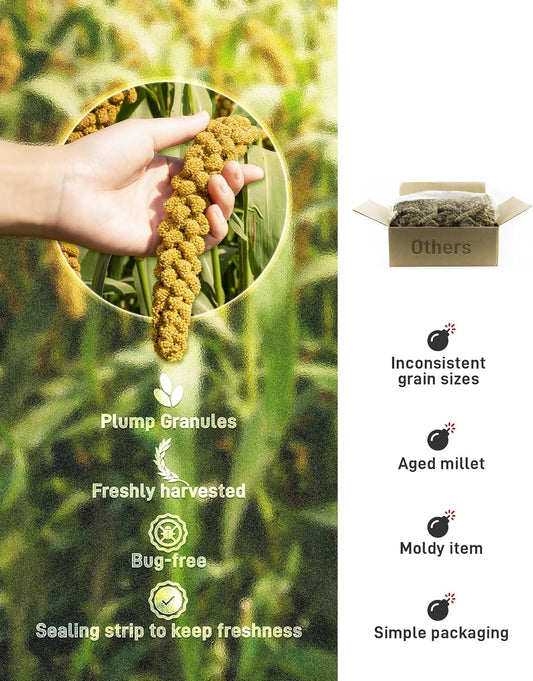 BUCATSTATE 2.2lbs Millet for Birds, Sun-Dried Parakeet Food for Parrot, Budgie, Cockatiel, Finches, Lovebird, GMO-Free Parakeet Treats (2.2lbs)